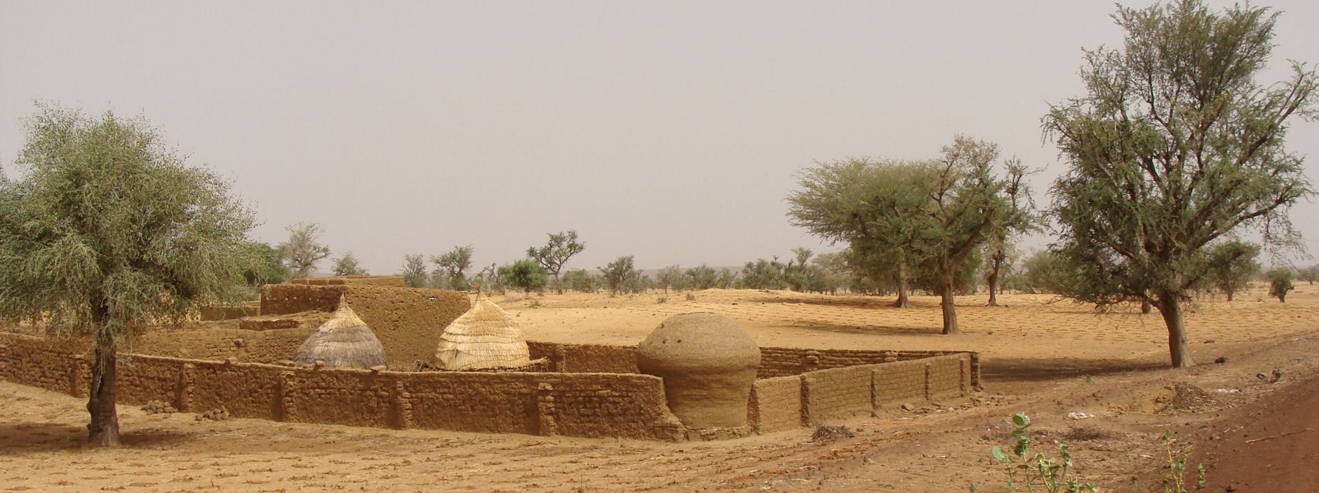 Foto: Overlevingslandbouw in Niger.
